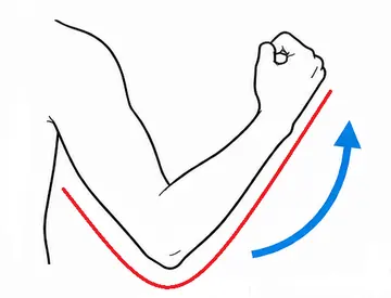 팔꿈치 굴곡 검사에서 전완과 상완 긴장 라인을 표시한 그림